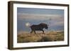 Black Wildebeest (White-Tailed Gnu) (Connochaetes Gnou) Running-James Hager-Framed Photographic Print