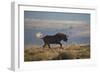 Black Wildebeest (White-Tailed Gnu) (Connochaetes Gnou) Running-James Hager-Framed Photographic Print