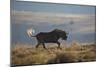 Black Wildebeest (White-Tailed Gnu) (Connochaetes Gnou) Running-James Hager-Mounted Photographic Print