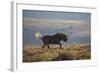 Black Wildebeest (White-Tailed Gnu) (Connochaetes Gnou) Running-James Hager-Framed Photographic Print