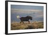 Black Wildebeest (White-Tailed Gnu) (Connochaetes Gnou) Running-James Hager-Framed Photographic Print