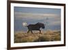 Black Wildebeest (White-Tailed Gnu) (Connochaetes Gnou) Running-James Hager-Framed Photographic Print
