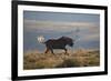 Black Wildebeest (White-Tailed Gnu) (Connochaetes Gnou) Running-James Hager-Framed Photographic Print