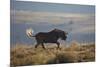 Black Wildebeest (White-Tailed Gnu) (Connochaetes Gnou) Running-James Hager-Mounted Photographic Print