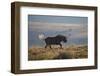 Black Wildebeest (White-Tailed Gnu) (Connochaetes Gnou) Running-James Hager-Framed Photographic Print