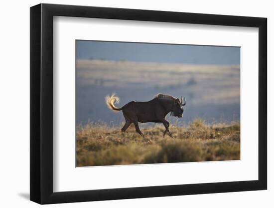 Black Wildebeest (White-Tailed Gnu) (Connochaetes Gnou) Running-James Hager-Framed Photographic Print