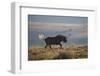 Black Wildebeest (White-Tailed Gnu) (Connochaetes Gnou) Running-James Hager-Framed Photographic Print