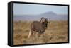 Black Wildebeest (White-Tailed Gnu) (Connochaetes Gnou)-James Hager-Framed Stretched Canvas