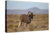 Black Wildebeest (White-Tailed Gnu) (Connochaetes Gnou)-James Hager-Stretched Canvas