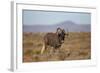 Black Wildebeest (White-Tailed Gnu) (Connochaetes Gnou)-James Hager-Framed Photographic Print