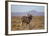 Black Wildebeest (White-Tailed Gnu) (Connochaetes Gnou)-James Hager-Framed Photographic Print