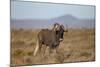 Black Wildebeest (White-Tailed Gnu) (Connochaetes Gnou)-James Hager-Mounted Photographic Print