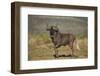 Black Wildebeest (White-Tailed Gnu) (Connochaetes Gnou)-James Hager-Framed Photographic Print