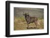 Black Wildebeest (White-Tailed Gnu) (Connochaetes Gnou)-James Hager-Framed Photographic Print