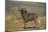 Black Wildebeest (White-Tailed Gnu) (Connochaetes Gnou)-James Hager-Mounted Photographic Print