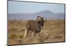 Black Wildebeest (White-Tailed Gnu) (Connochaetes Gnou)-James Hager-Mounted Photographic Print