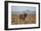 Black Wildebeest (White-Tailed Gnu) (Connochaetes Gnou)-James Hager-Framed Premium Photographic Print