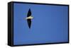 Black Winged Stilt (Himantopus Himantopus) in Flight, Karavasta Lagoons National Park, Albania-Geidemark-Framed Stretched Canvas