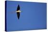 Black Winged Stilt (Himantopus Himantopus) in Flight, Karavasta Lagoons National Park, Albania-Geidemark-Stretched Canvas