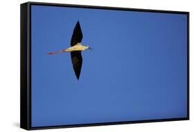 Black Winged Stilt (Himantopus Himantopus) in Flight, Karavasta Lagoons National Park, Albania-Geidemark-Framed Stretched Canvas