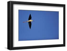 Black Winged Stilt (Himantopus Himantopus) in Flight, Karavasta Lagoons National Park, Albania-Geidemark-Framed Photographic Print