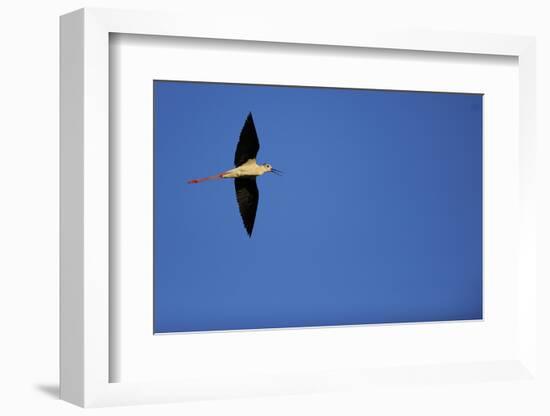 Black Winged Stilt (Himantopus Himantopus) in Flight, Karavasta Lagoons National Park, Albania-Geidemark-Framed Photographic Print