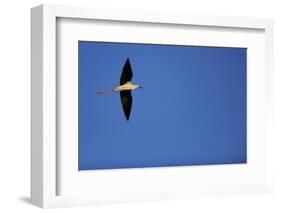 Black Winged Stilt (Himantopus Himantopus) in Flight, Karavasta Lagoons National Park, Albania-Geidemark-Framed Photographic Print