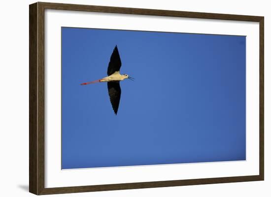 Black Winged Stilt (Himantopus Himantopus) in Flight, Karavasta Lagoons National Park, Albania-Geidemark-Framed Photographic Print