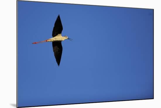 Black Winged Stilt (Himantopus Himantopus) in Flight, Karavasta Lagoons National Park, Albania-Geidemark-Mounted Photographic Print