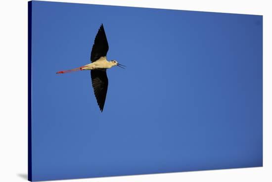 Black Winged Stilt (Himantopus Himantopus) in Flight, Karavasta Lagoons National Park, Albania-Geidemark-Stretched Canvas