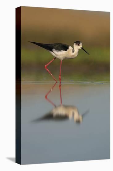 Black Winged Stilt - Stride-Staffan Widstrand-Stretched Canvas