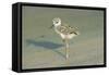 Black-Winged Stilt-null-Framed Stretched Canvas