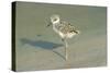 Black-Winged Stilt-null-Stretched Canvas