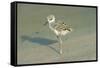 Black-Winged Stilt-null-Framed Stretched Canvas