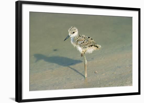 Black-Winged Stilt-null-Framed Photographic Print