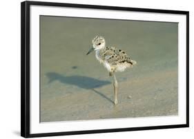 Black-Winged Stilt-null-Framed Photographic Print