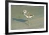 Black-Winged Stilt-null-Framed Photographic Print