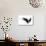 Black Wings-Sergey Nivens-Art Print displayed on a wall