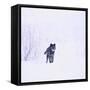 Black Wolf in Snow-DLILLC-Framed Stretched Canvas