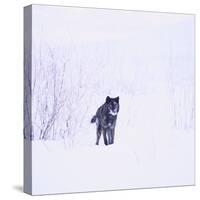 Black Wolf in Snow-DLILLC-Stretched Canvas