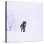 Black Wolf in Snow-DLILLC-Stretched Canvas