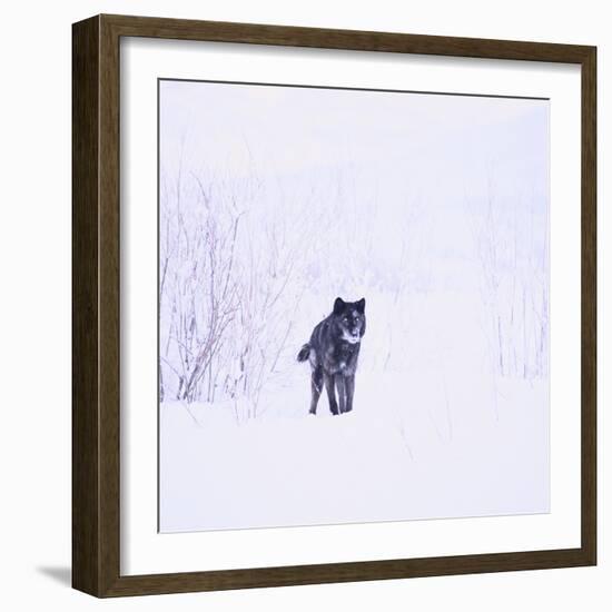Black Wolf in Snow-DLILLC-Framed Photographic Print