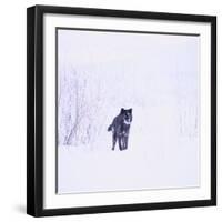 Black Wolf in Snow-DLILLC-Framed Photographic Print