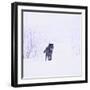 Black Wolf in Snow-DLILLC-Framed Photographic Print