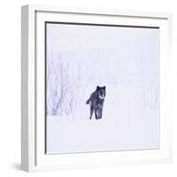 Black Wolf in Snow-DLILLC-Framed Photographic Print