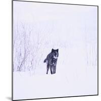 Black Wolf in Snow-DLILLC-Mounted Photographic Print