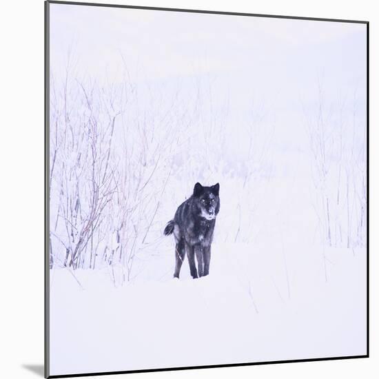 Black Wolf in Snow-DLILLC-Mounted Photographic Print