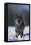 Black Wolf Running in Snow-DLILLC-Framed Stretched Canvas