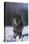 Black Wolf Running in Snow-DLILLC-Stretched Canvas