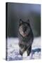 Black Wolf Running in Snow-DLILLC-Stretched Canvas